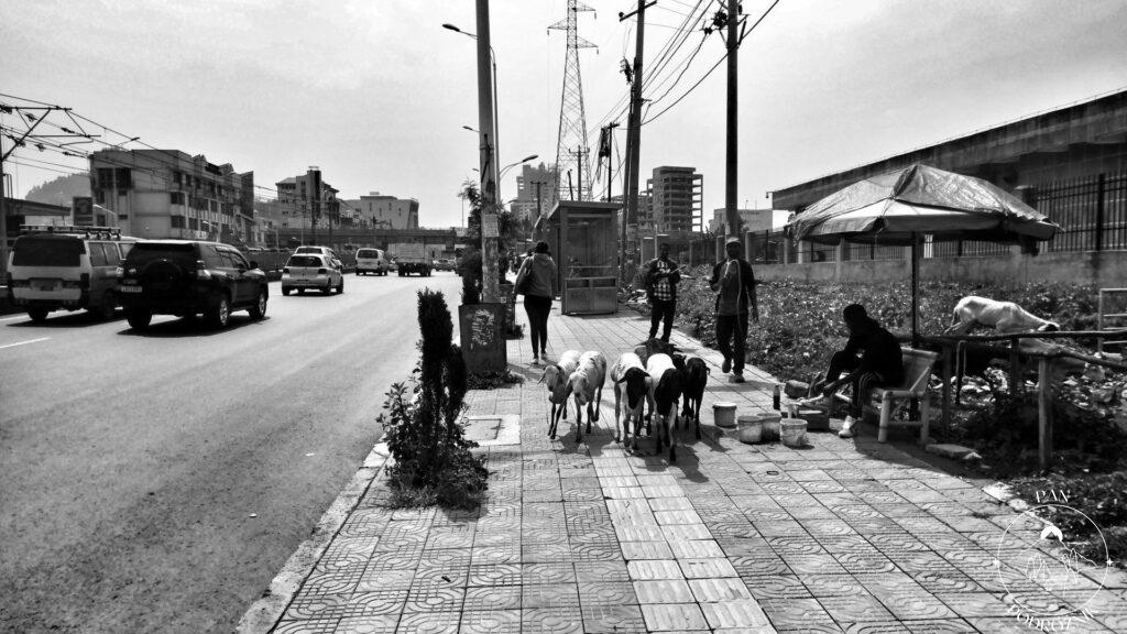 Etiopia Addis Abeba fotoreportaż (c) Paweł Kunz, panpodroznik.com