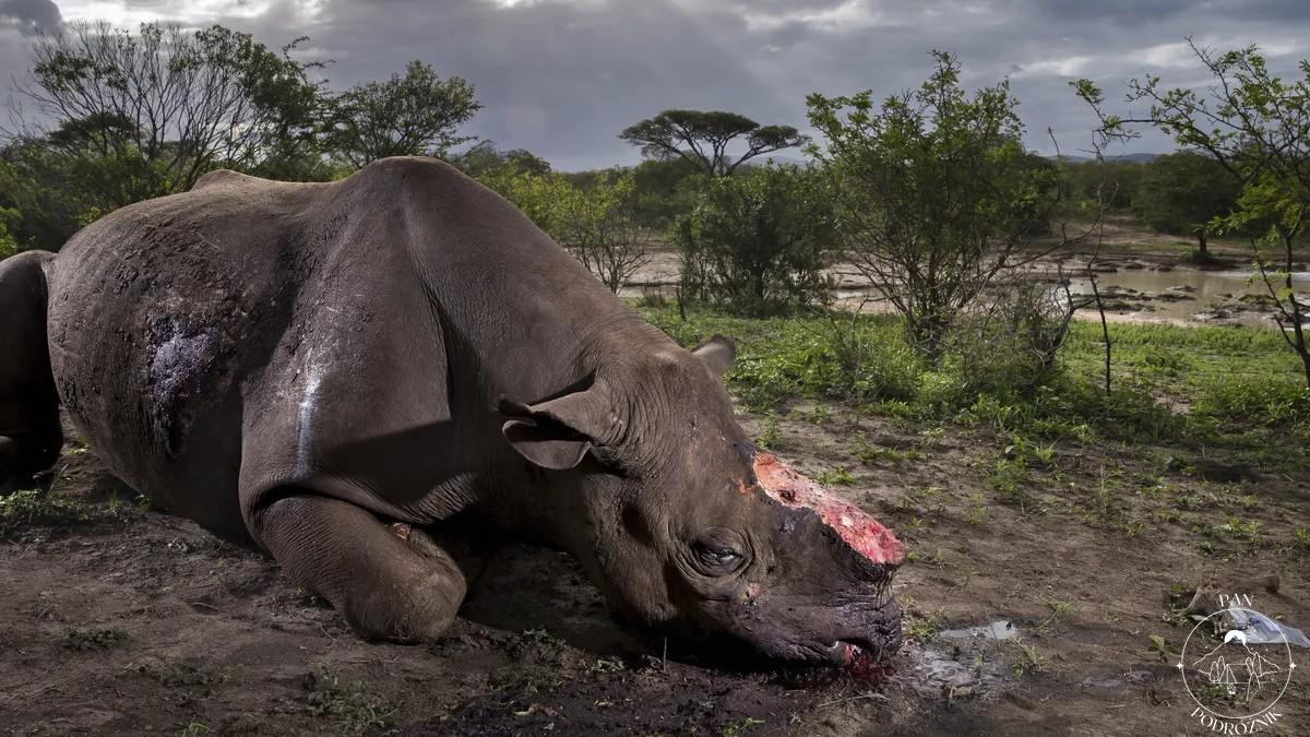 Okaleczony nosorożec (c) Brent Stirton