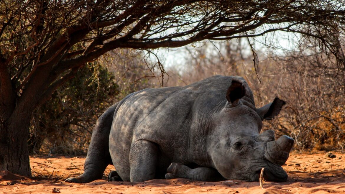 Chuć, potencja, kły i rogi – z paramedycyną i turystyką w tle. Esej o bezwstydzie Kły nosorożca banner (c) panpodroznik.com