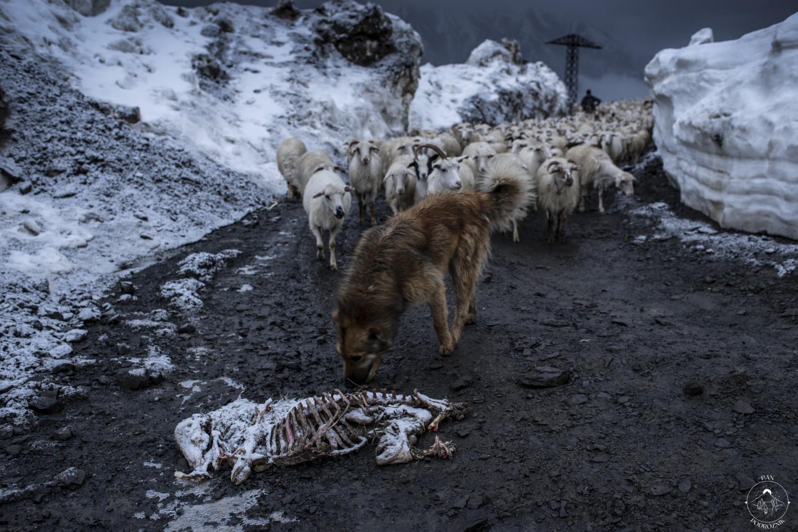 Tuszetia w obiektywie Magdy Konik (c) Magda Konik, panpodroznik.com