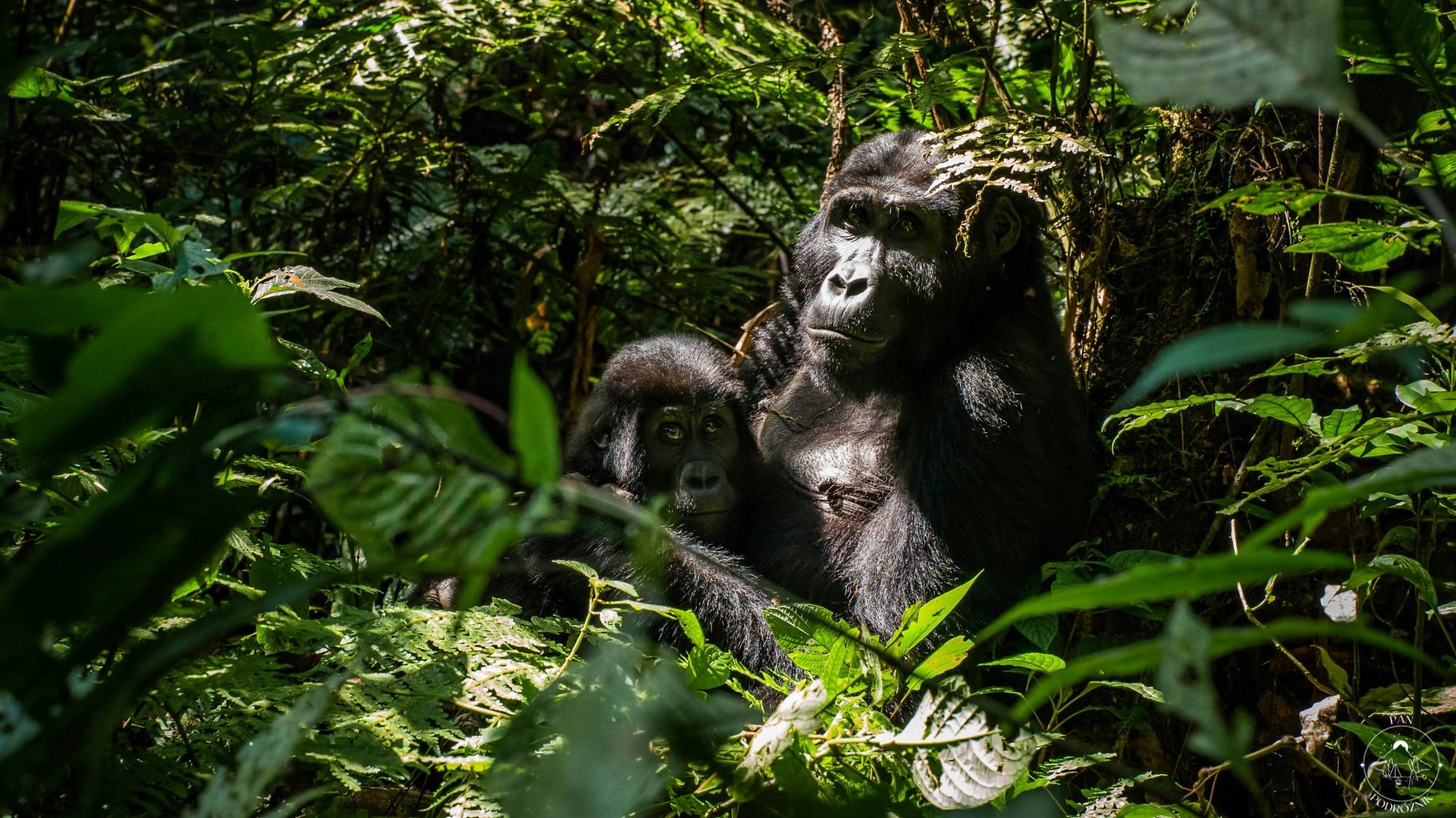 Goryle w Ugandzie (c) 2H Media Unsplash
