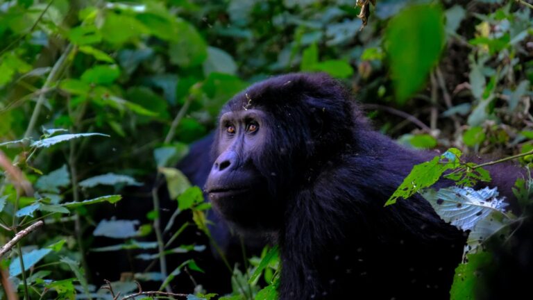 Goryle w Ugandzie (c) Francesco Ungaro Unsplash, panpodroznik.com